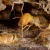 Why Termites are attracted to Sydney Homes